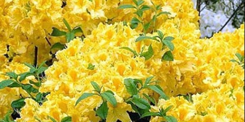 Anneke rododendron: zimska otpornost, sadnja i njega, recenzije